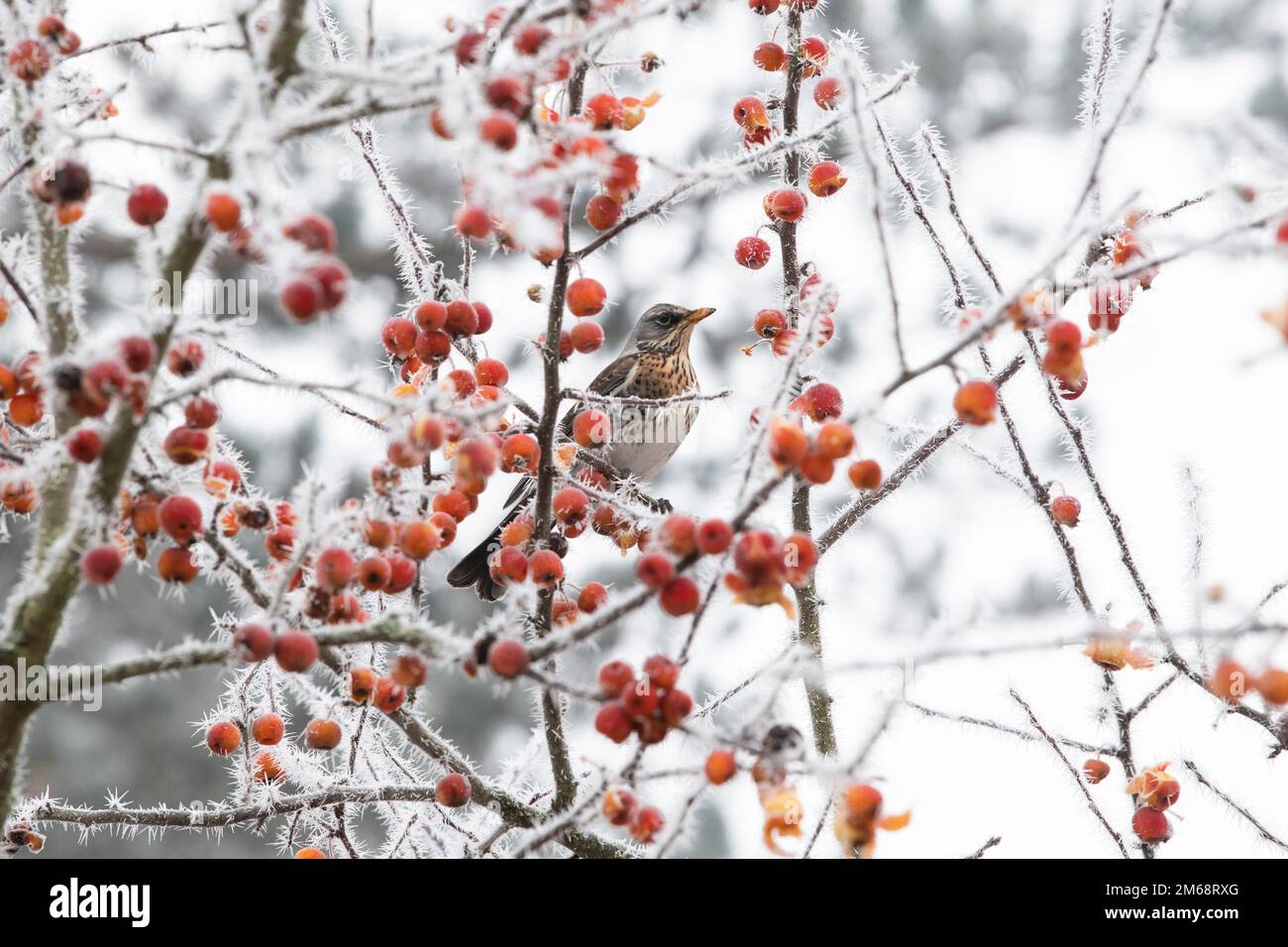 Uk fruit tree frost crab apple hires stock photography and images Alamy