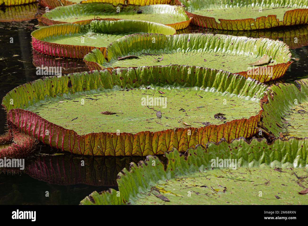 Giant water lily Victoria amazonica regia at Sir Seewosagur Ramgoolam Botancial Garden in Pamplemousses, Mauritius Stock Photo