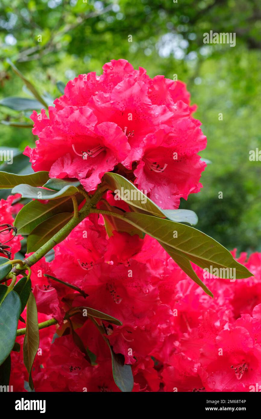 Rhododendron Markeeta's Prize, evergreen shrub, dark green foliage, trusses large bright scarlet flowers, slightly dark-spotted at the base,  late spr Stock Photo