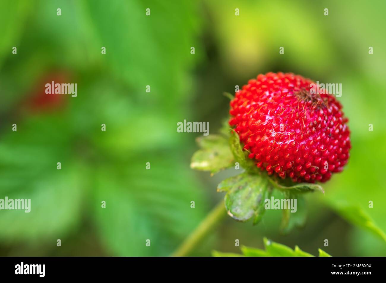 Mock strawberry Potentilla indica. Called Indian strawberry and False strawberry also. Another botanical name is Duchesnea indica. Stock Photo