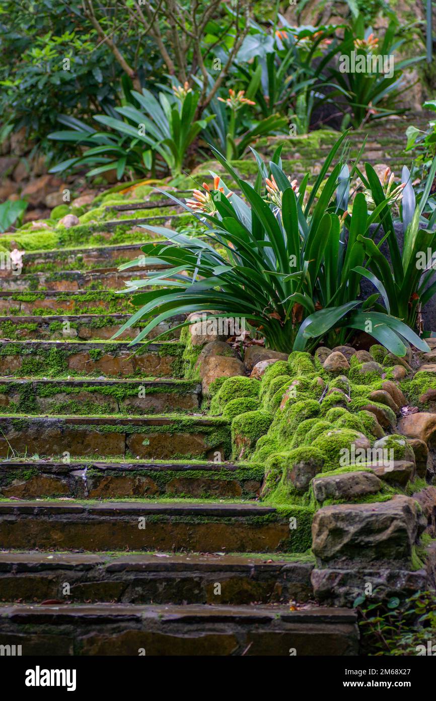 moss on cement steps leading up Stock Photo
