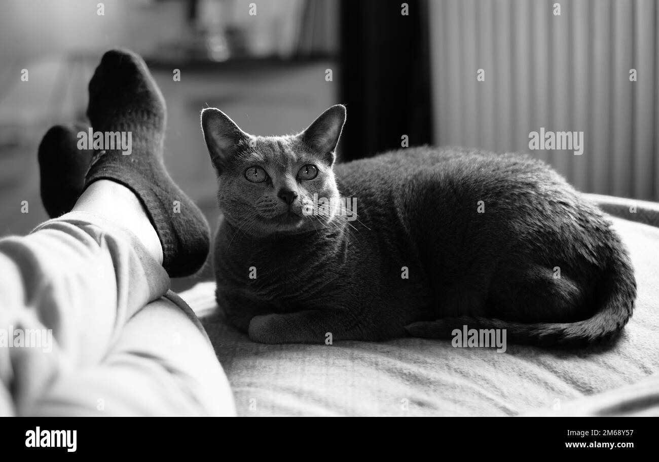 A monochrome shot of the Russian blue cat sitting on the couch near the man's feet Stock Photo