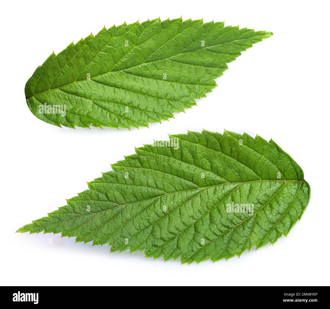 Raspberry leaf isolate on white. Raspberry isolated with clipping path