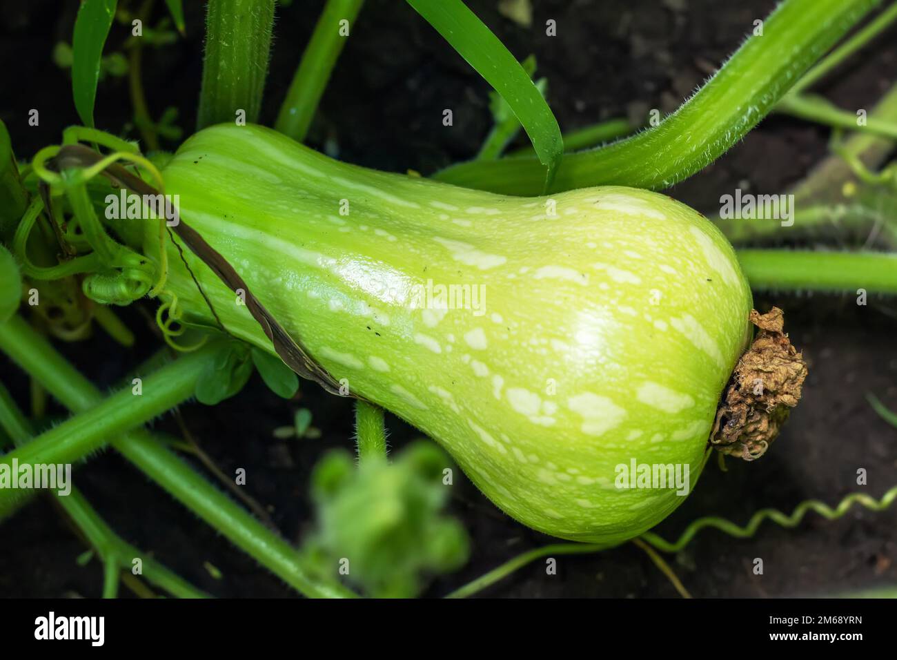 Zucchini plant. Zucchini flower. Green vegetable marrow growing on bush, Stock Photo