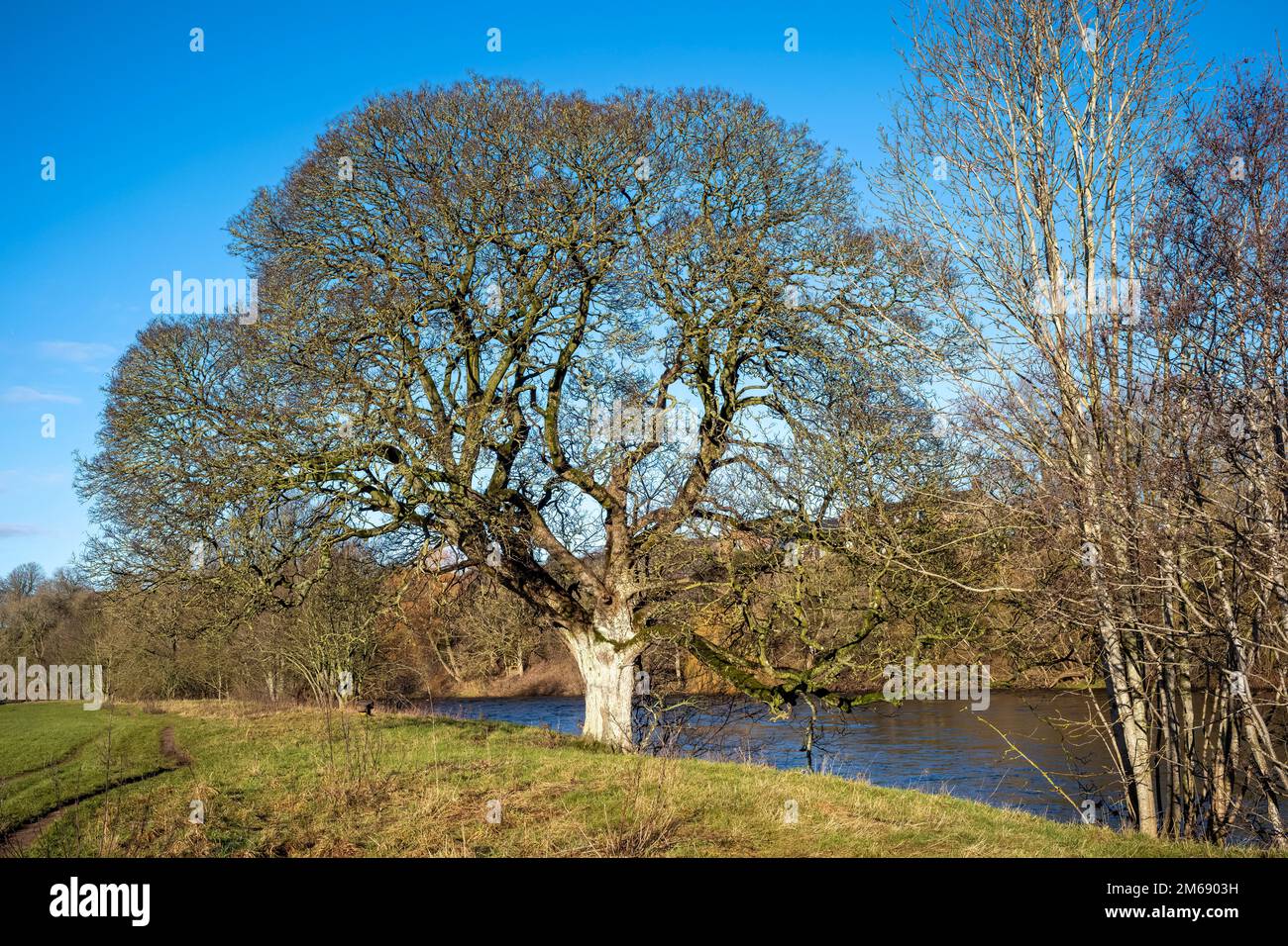 Leafless trees on the banks of the river Eden, Langwathby, Cumbria, UK Stock Photo