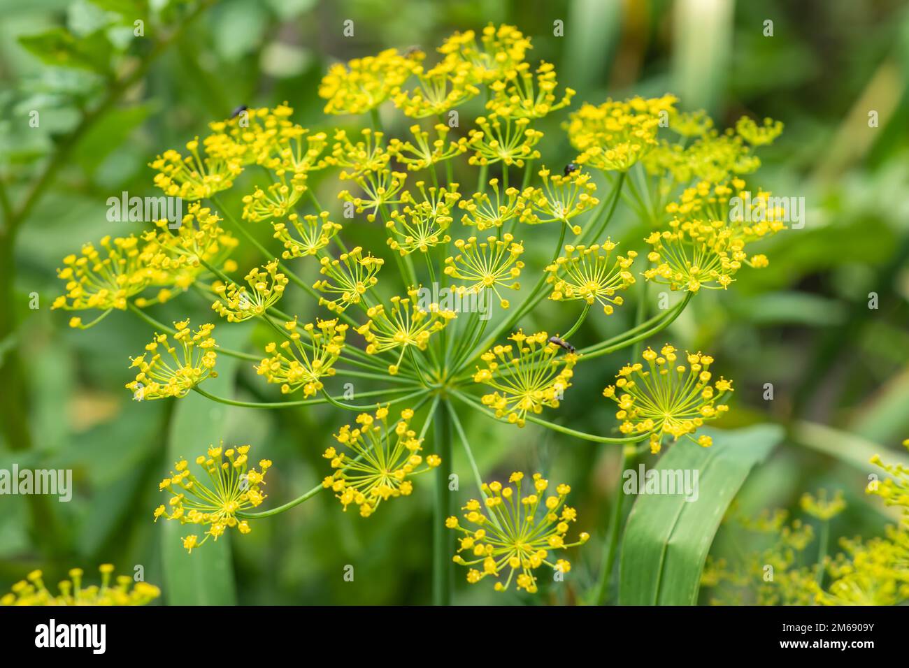 Fresh dill graveolens growing on the vegetable bed. Annual herb
