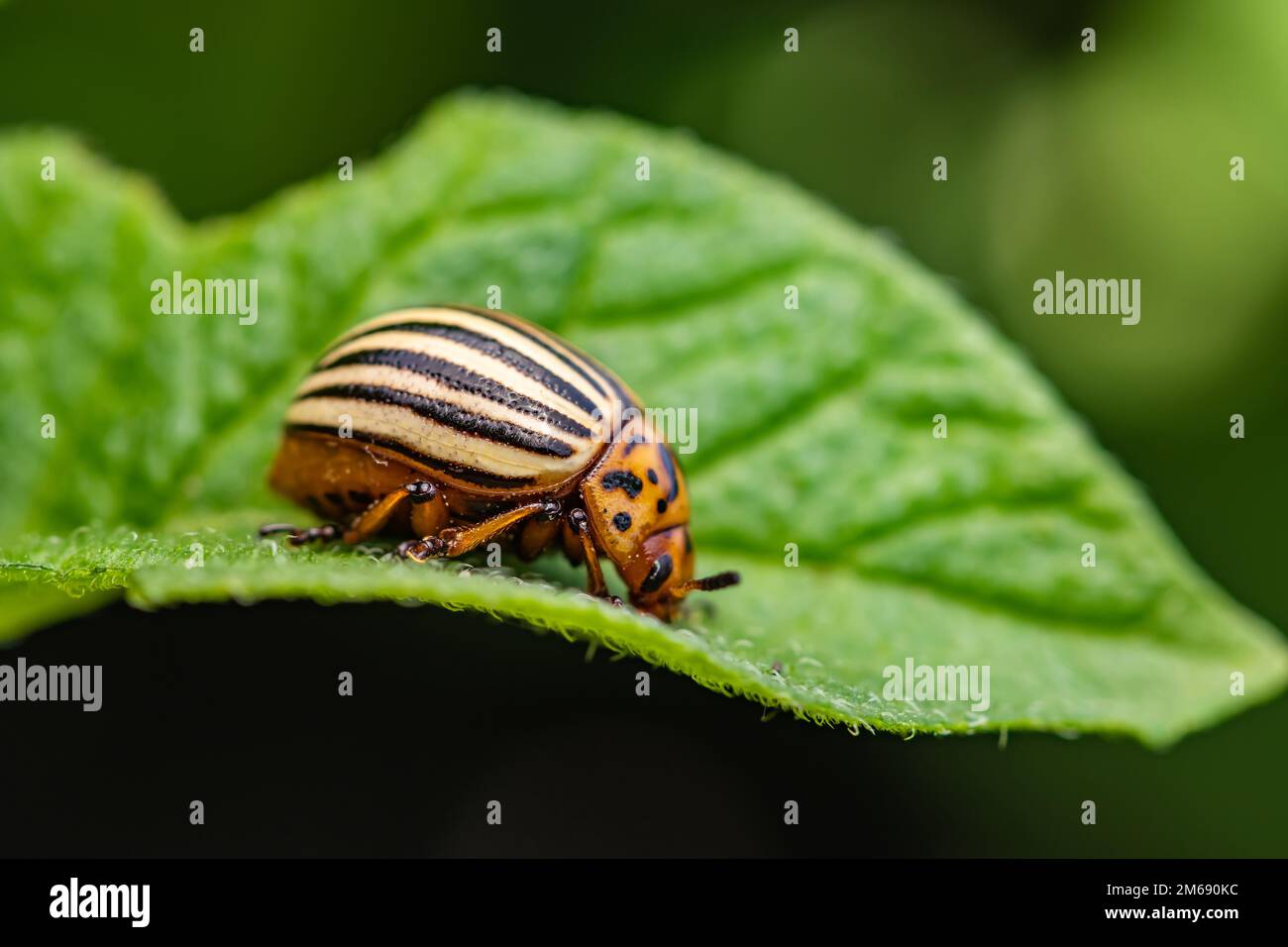 Potato bug hires stock photography and images Alamy