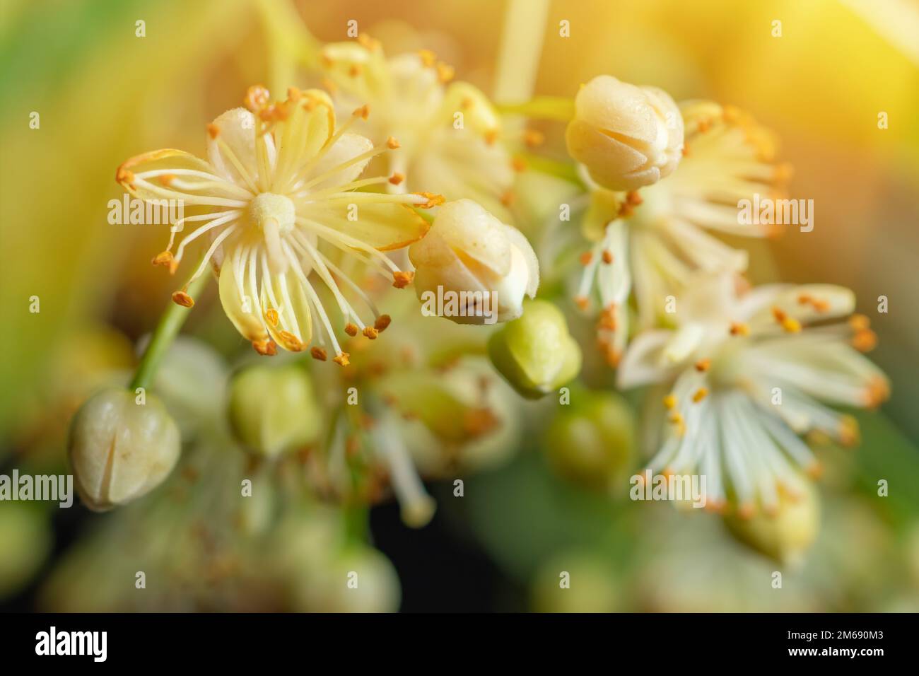 Linden yellow blossom of Tilia cordata tree smallleaved lime, little leaf linden flowers or