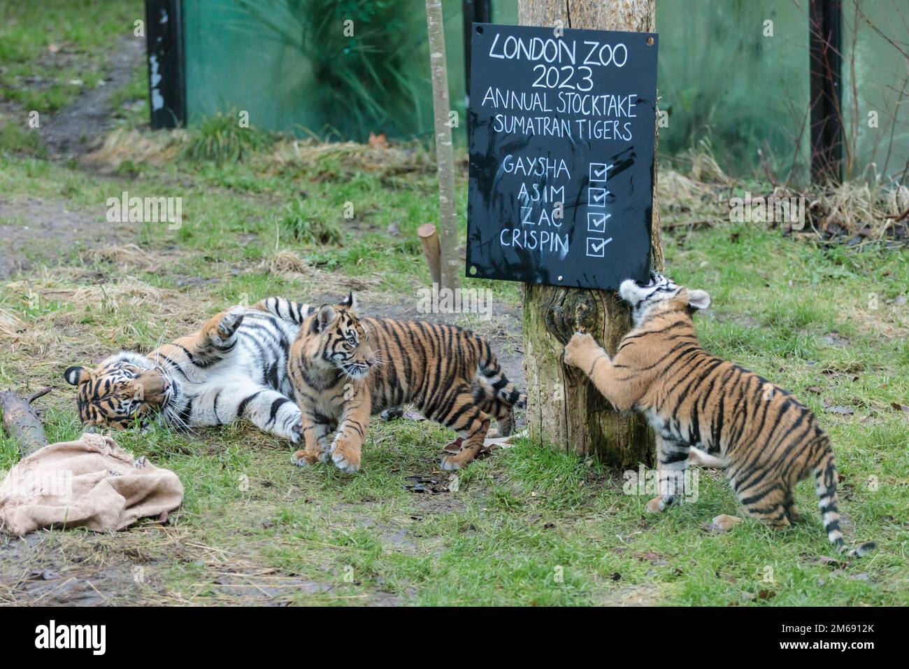 ZSL London Zoo, UK. 3rd January 2023. Zookeepers at ZSL London Zoo