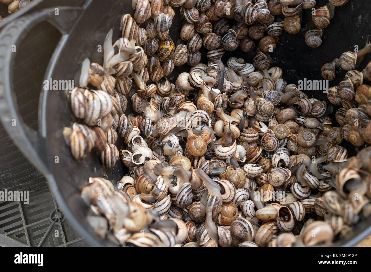 The snails in a container in the farm Stock Photo - Alamy