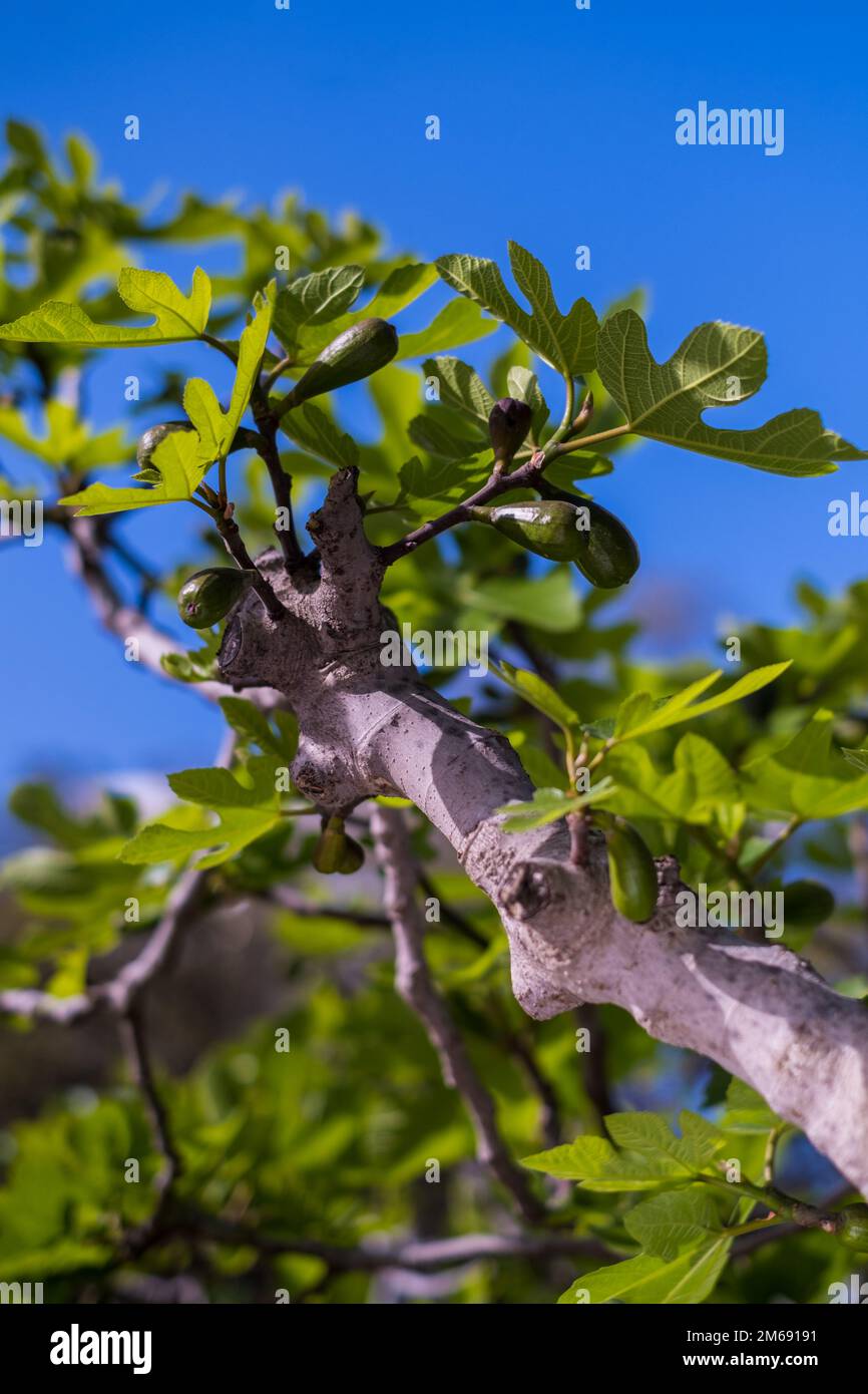 Green leaves of a fig tree and small fruits against a blue sky ...