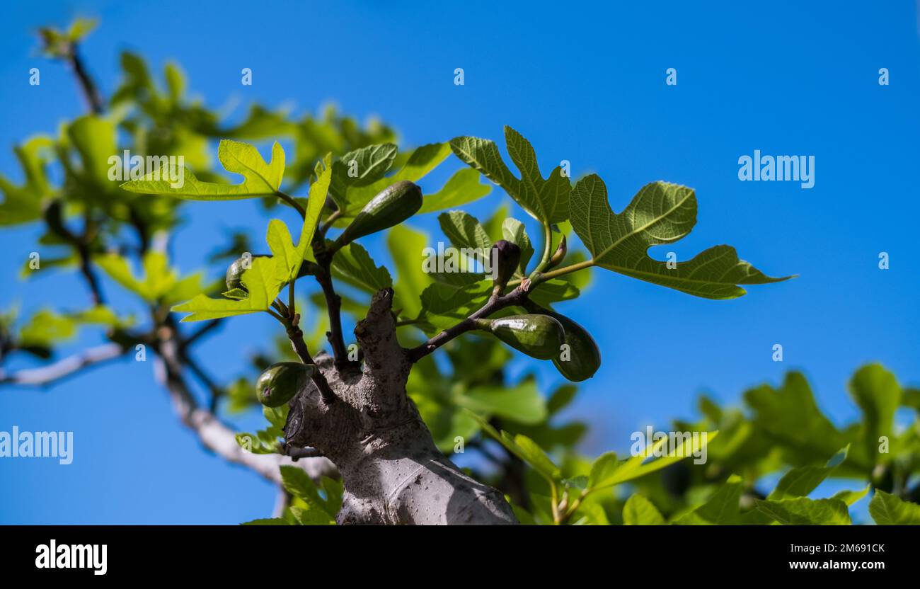 Green leaves of a fig tree and small fruits against a blue sky ...