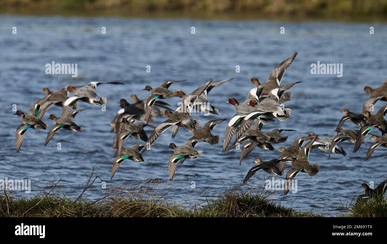 Mixed waterfowl in flight Stock Photo Alamy