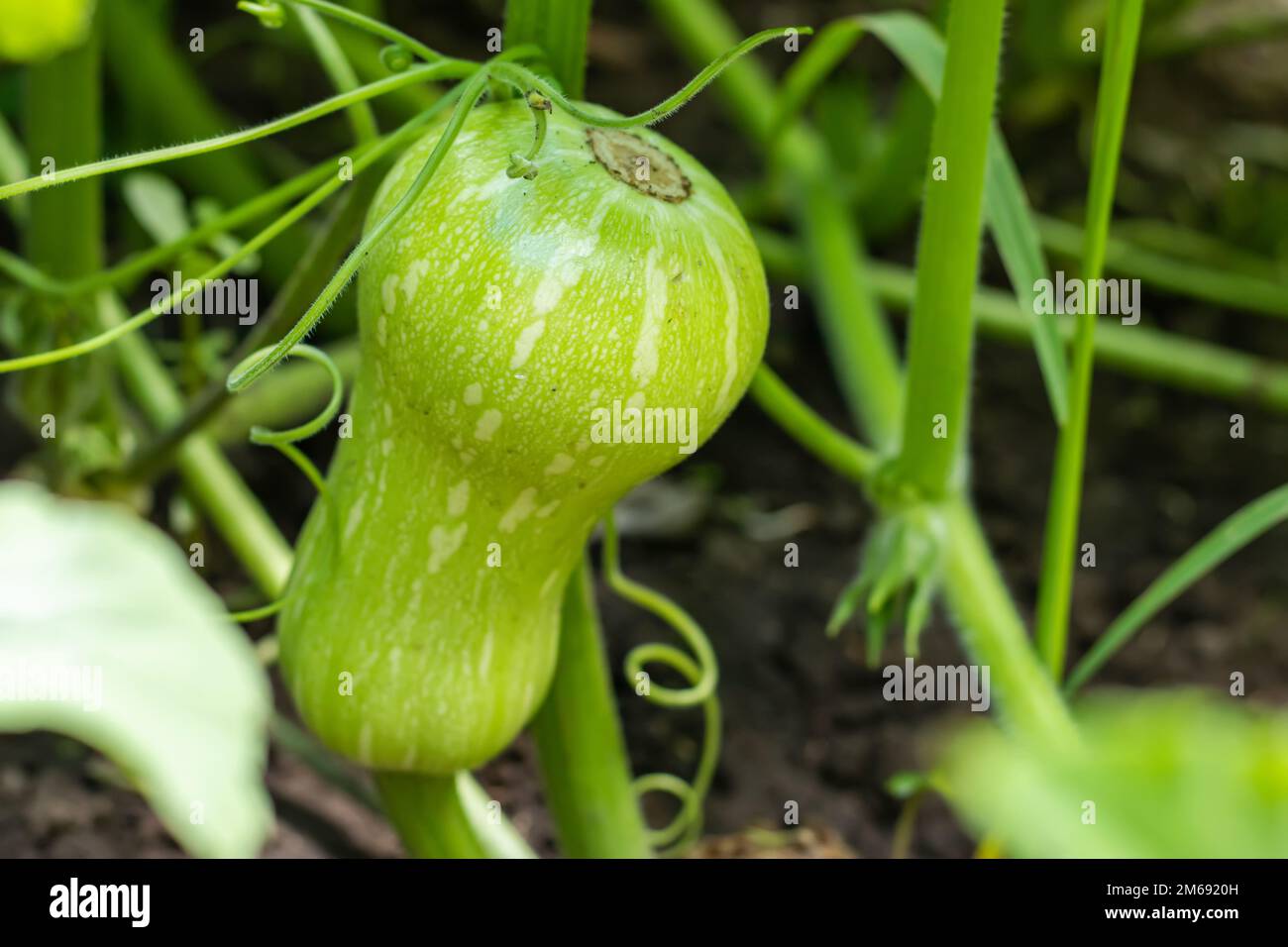 Zucchini plant. Zucchini flower. Green vegetable marrow growing on bush, Stock Photo