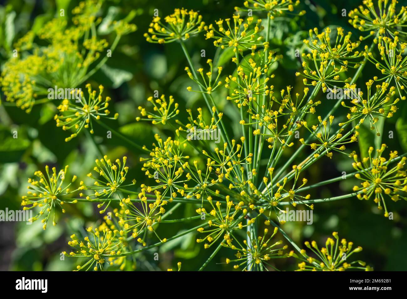 Flower of green dill fennel. Green background with flowers of dill