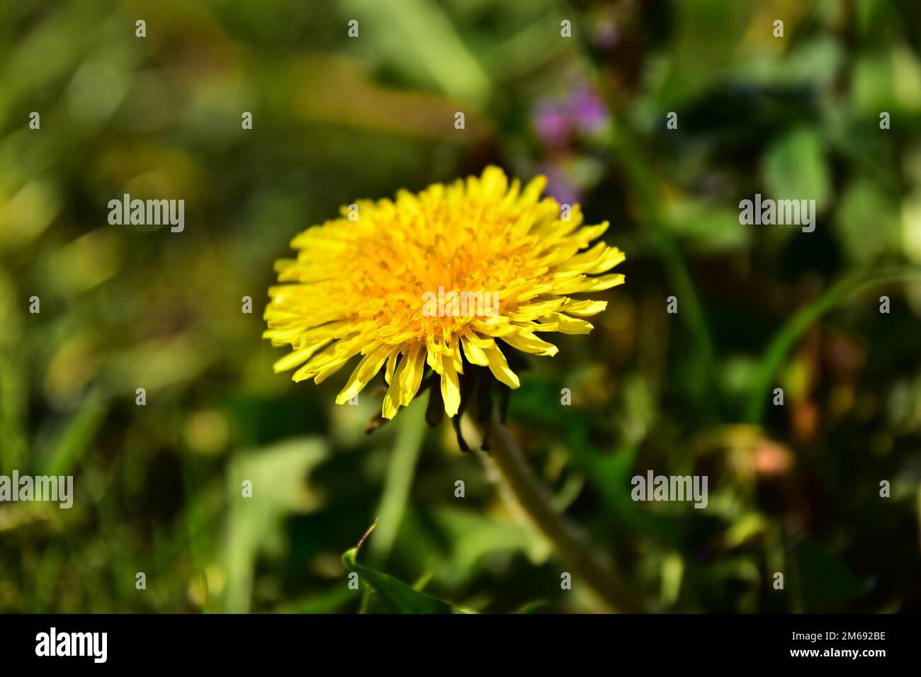 Brighter than the sun hi-res stock photography and images - Alamy