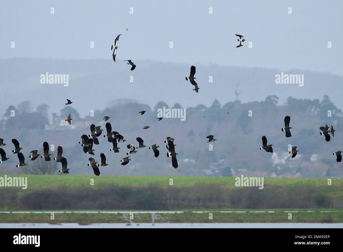 Lapwing in flight hi-res stock photography and images - Alamy