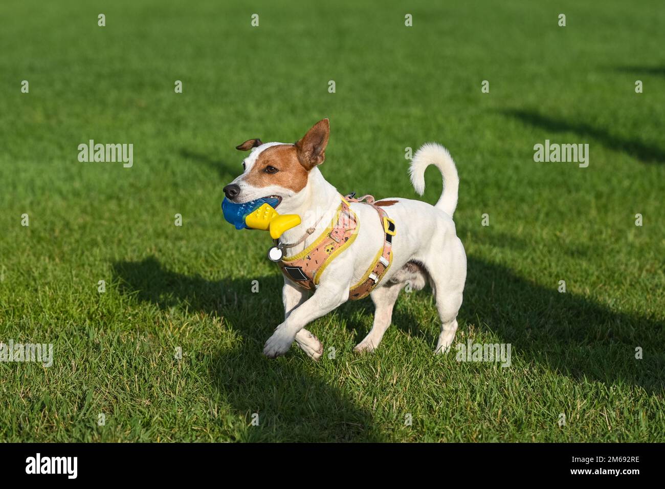 A Jack Russell Terrier dog with a yellow and blue toy in its mouth is ...