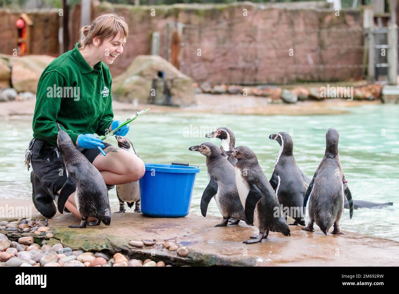 ZSL London Zoo, UK. 3rd January 2023. Zookeepers at ZSL London Zoo