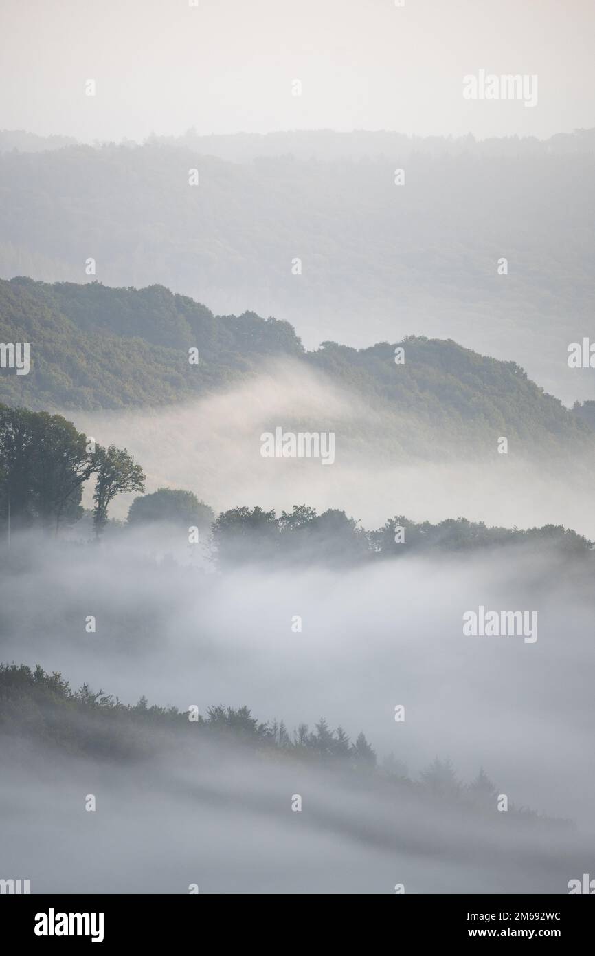 A beautiful view of a foggy forest Stock Photo - Alamy