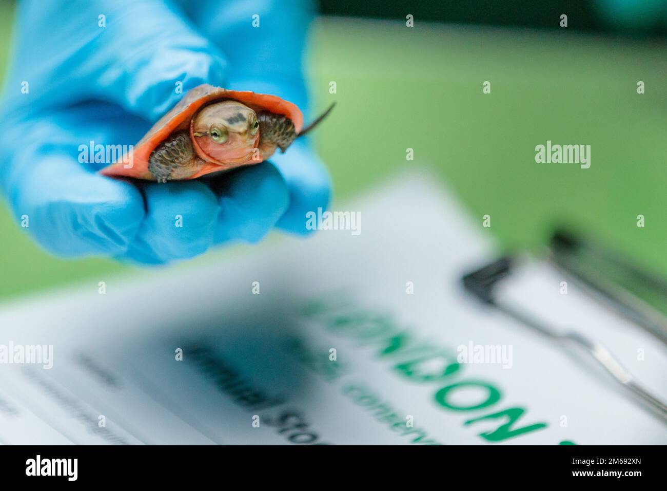 ZSL London Zoo, UK. 3rd January 2023. Zookeepers at ZSL London Zoo