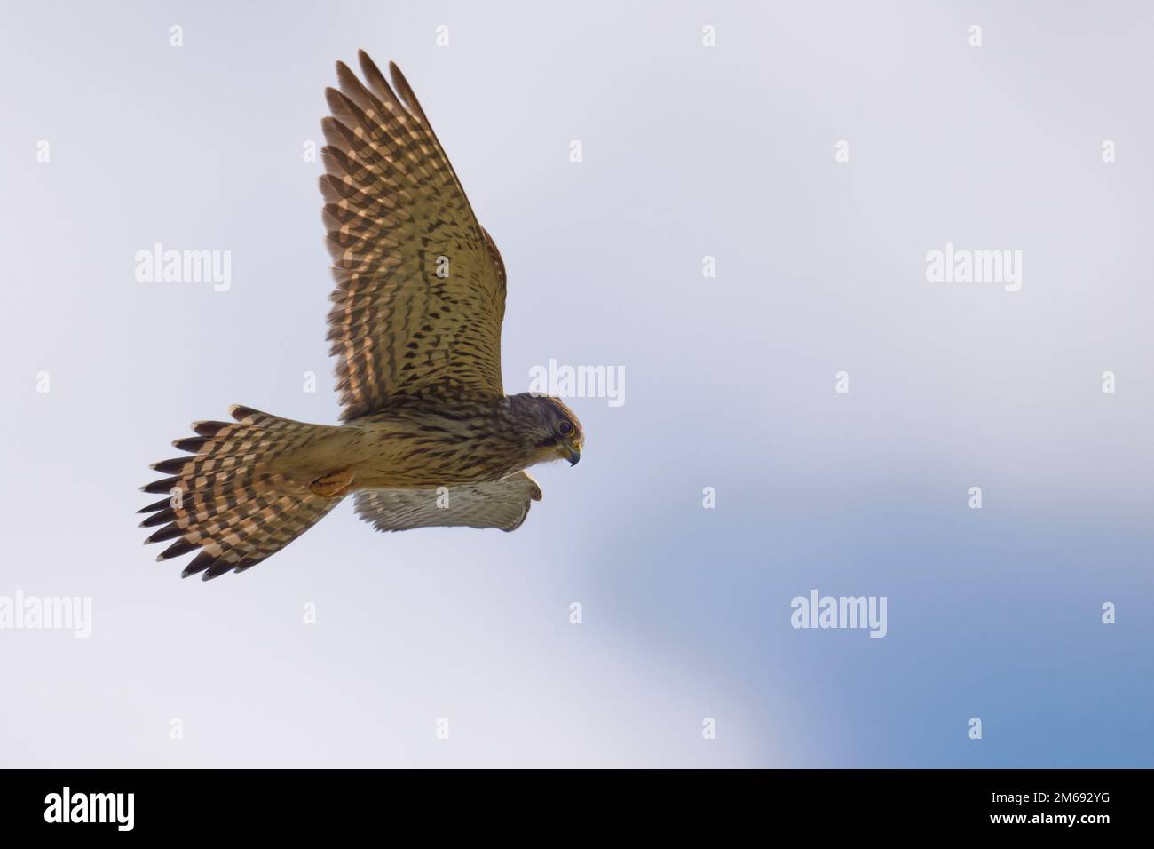 Kestrel at the hover Stock Photo - Alamy