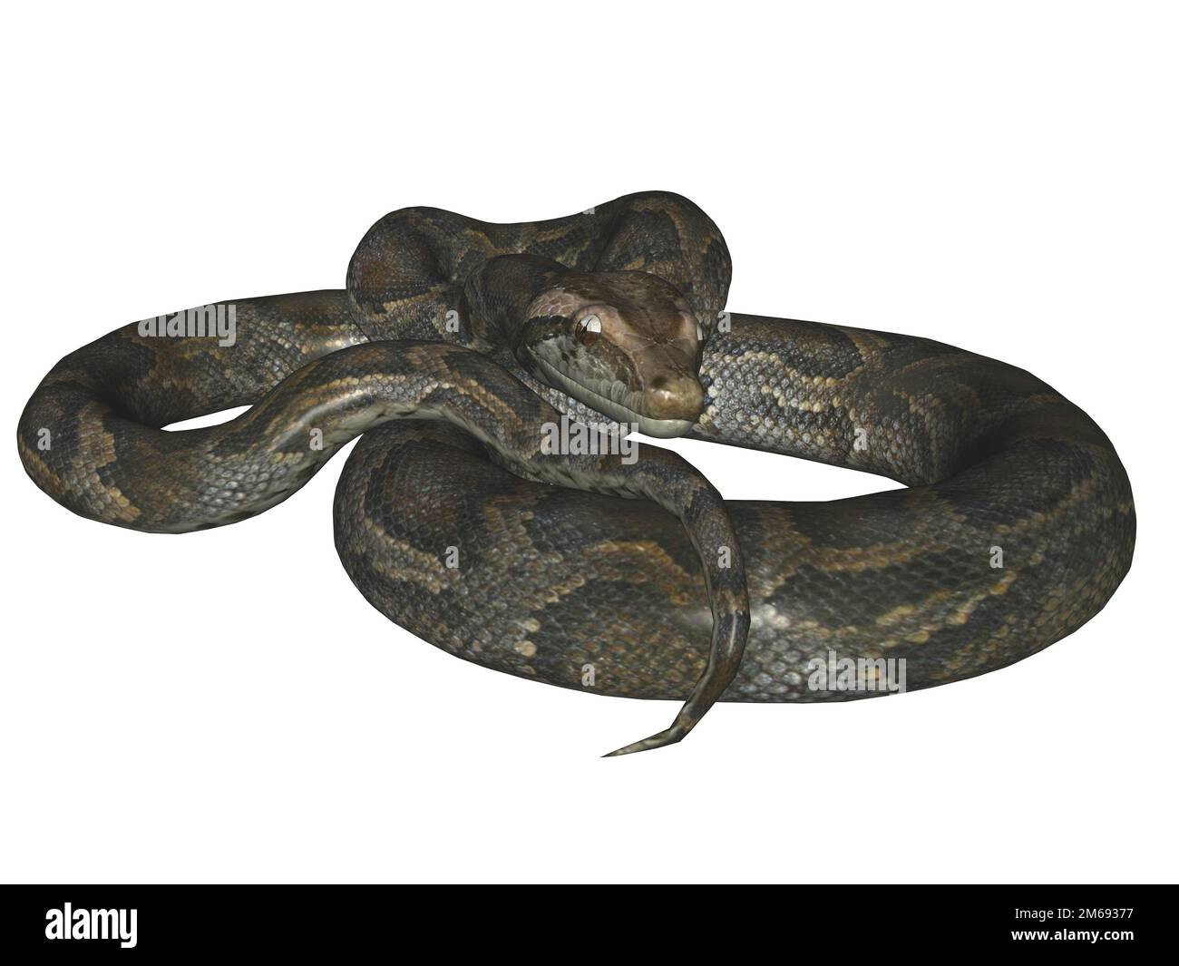 3d python hi-res stock photography and images - Alamy