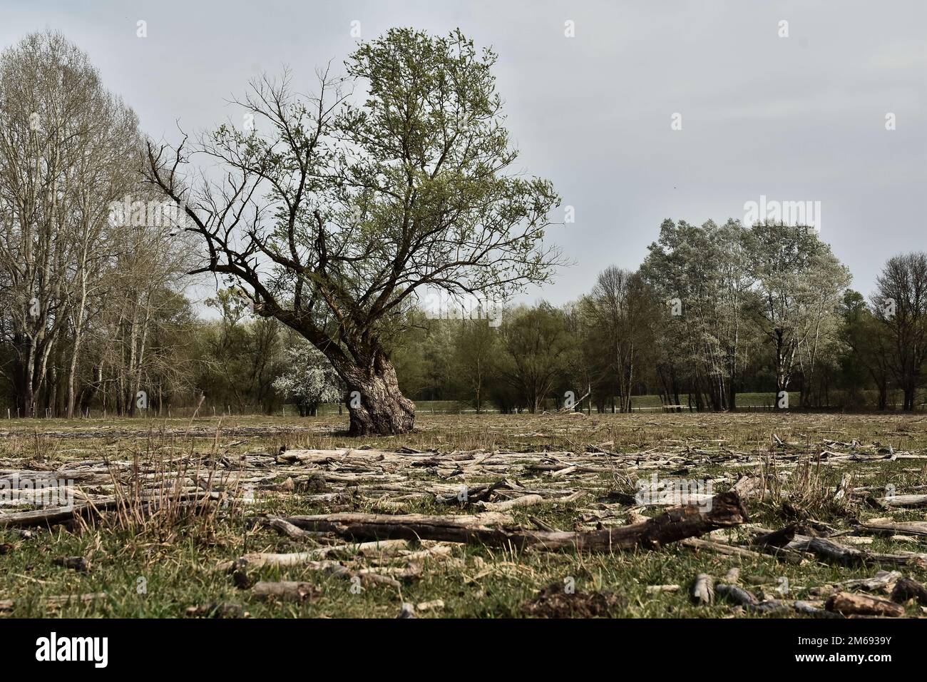 A tree in the middle of a field Stock Photo