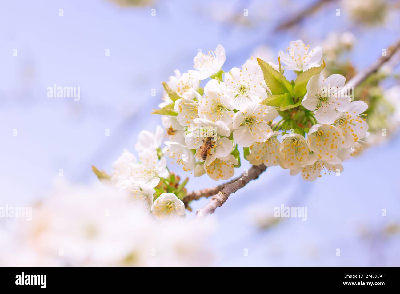 A bee pollinates the white flowers of a cherry fruit tree. Spring floral background. Stock Photo