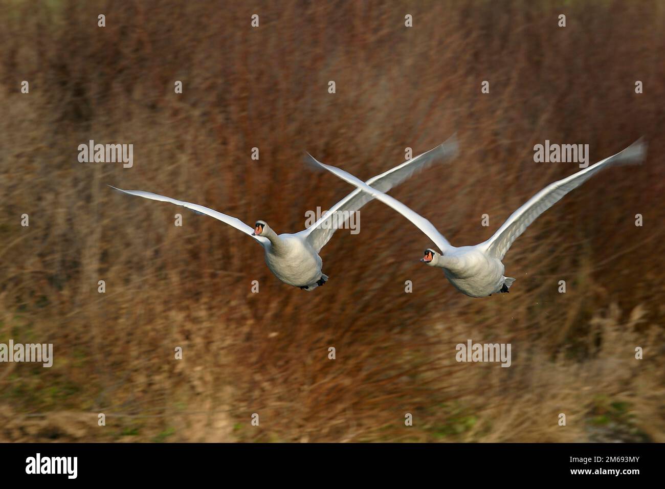 Synchronous Flight Synchronous flight hi-res stock photography and images - Alamy