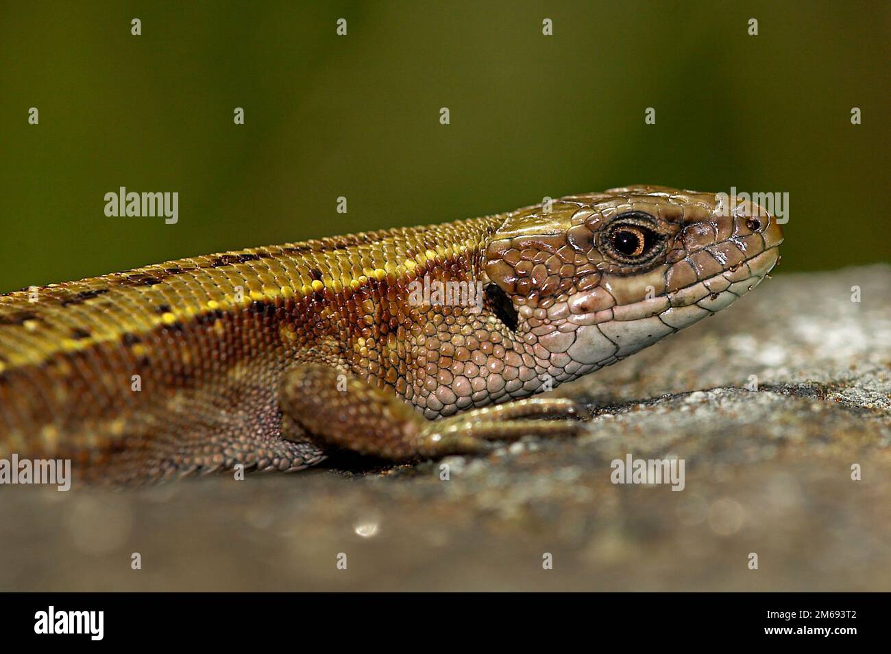 Lizard design hi-res stock photography and images - Alamy