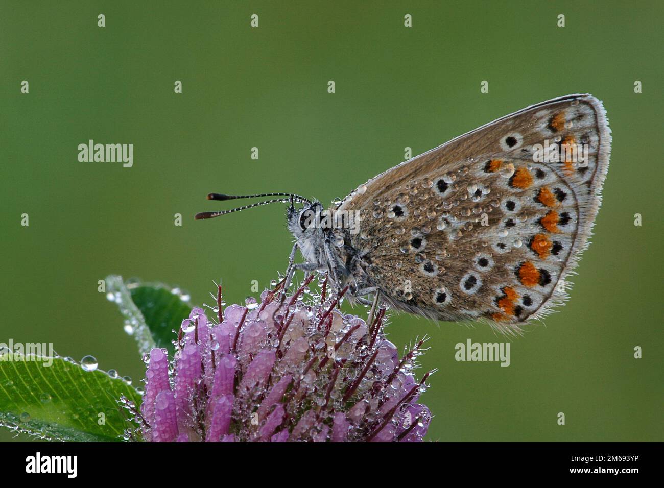 Common blue beginner Stock Photo - Alamy
