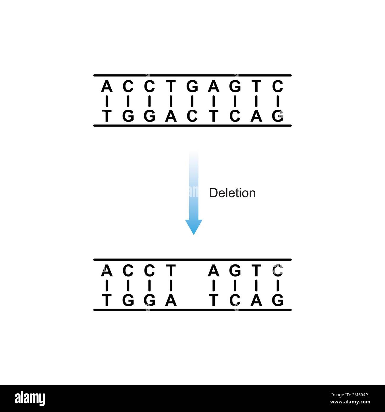 Substitution Mutation Scientific Design. Vector Illustration. Stock Vector