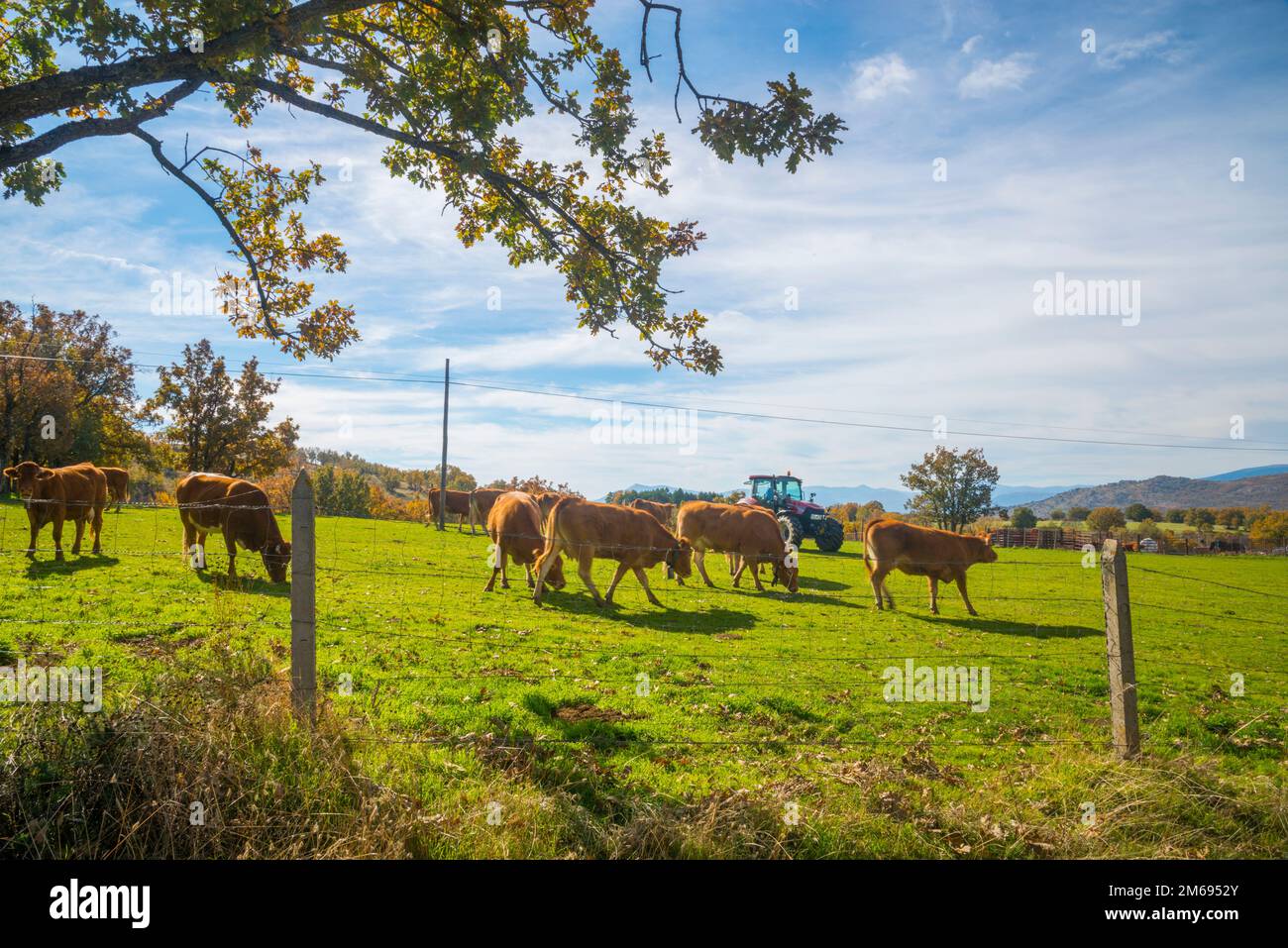 Cows in a farm. Montejo de la Sierra, Madrid province, Spain. Stock Photo