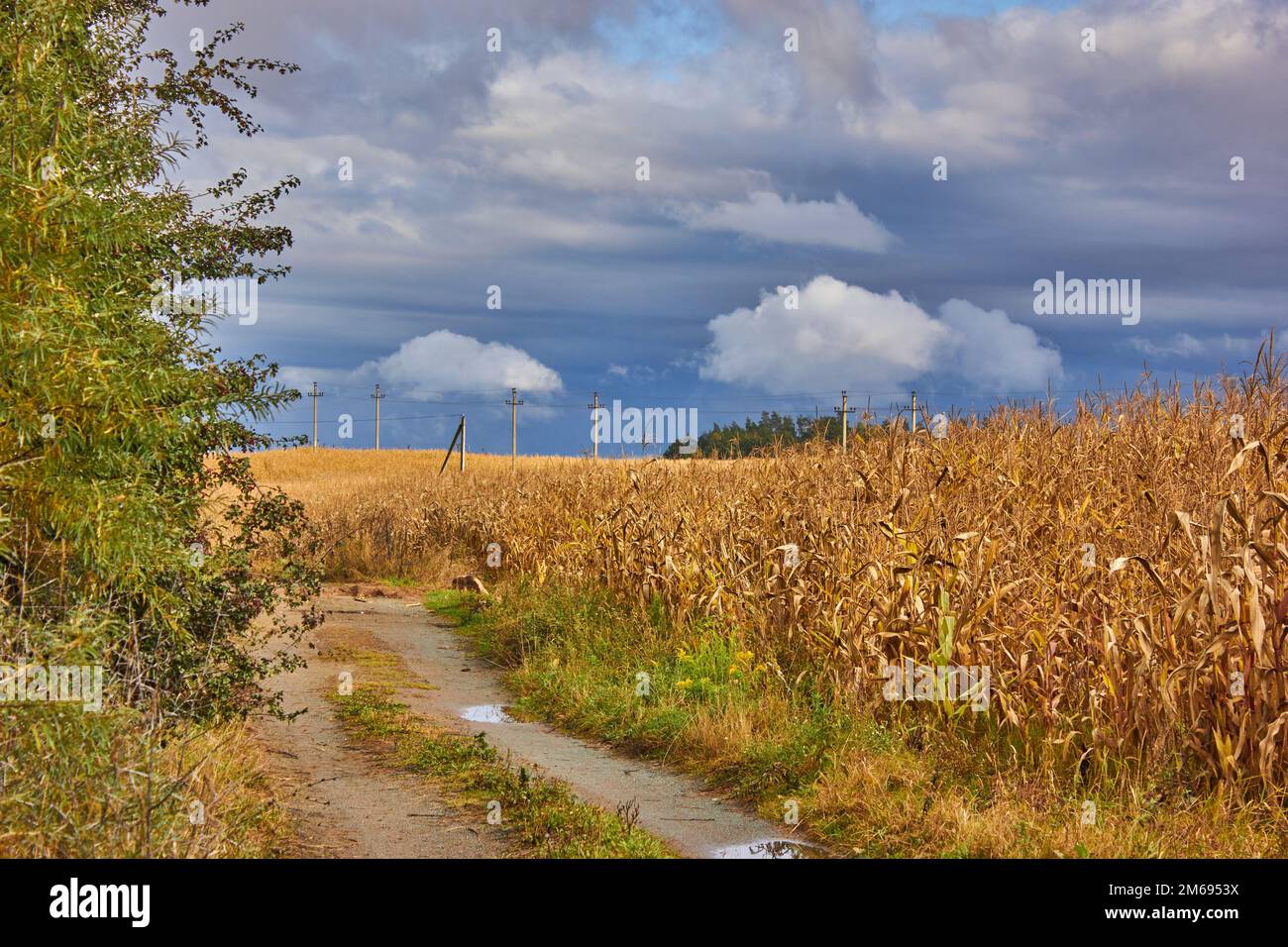 A cornfield, a tree and a road in a cloudy rainy day Stock Photo - Alamy