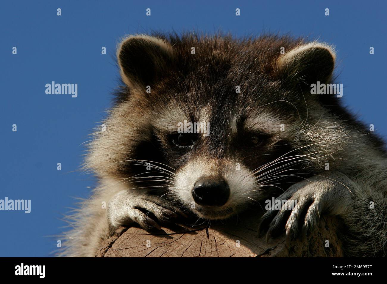 Raccoon bear Stock Photo