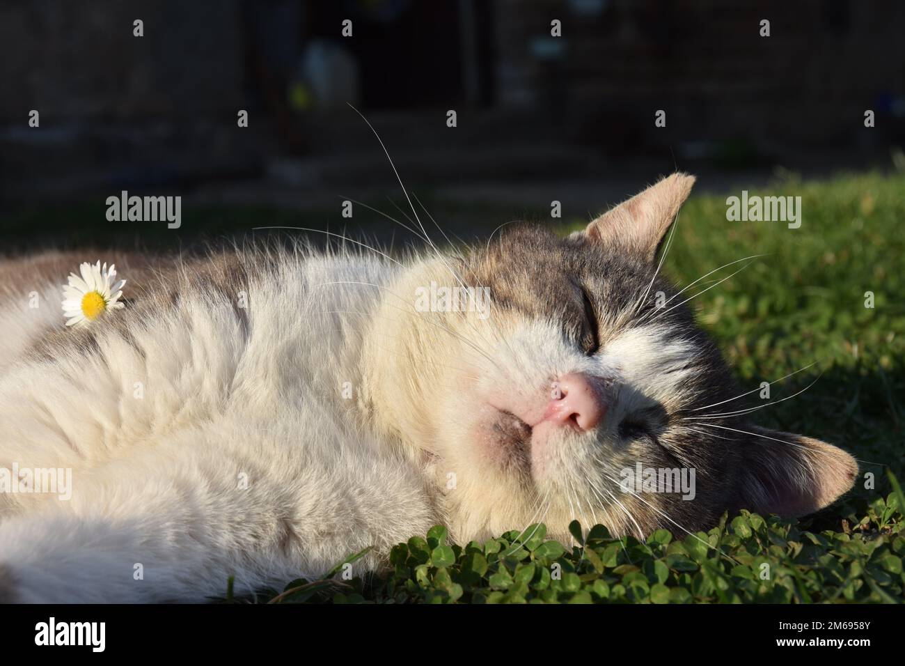 A cat sleeping on grass with a flower on it. Stock Photo