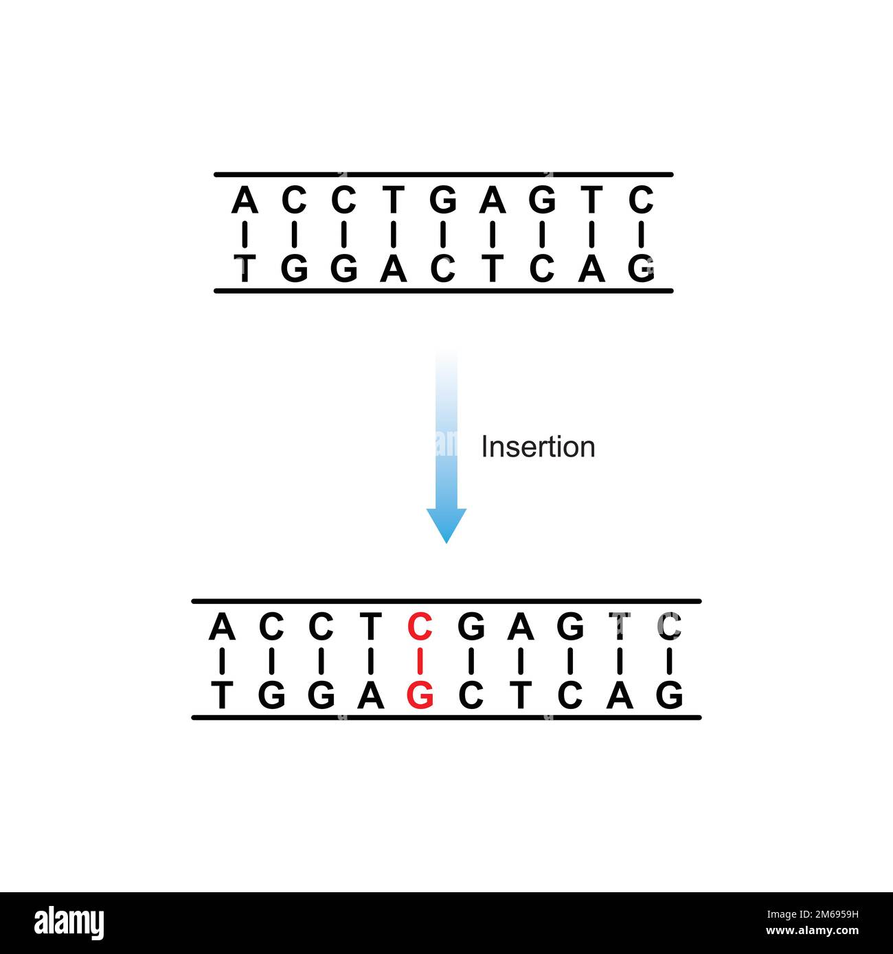 Insertion Mutation Scientific Design. Vector Illustration. Stock Vector