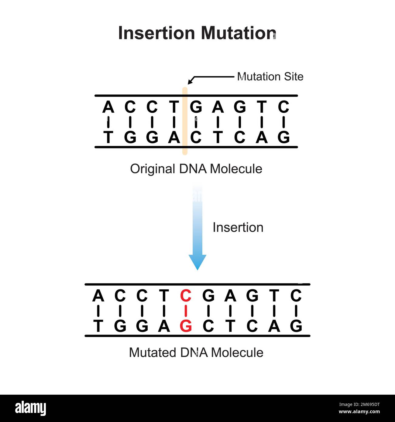 Insertion Mutation Scientific Design. Vector Illustration. Stock Vector