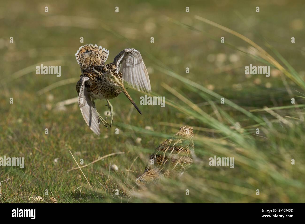 Magellanic Snipe (Gallinago paraguaiae magellanica) interacting during the spring breeding season on Carcass Island in the Falkland Islands. Stock Photo
