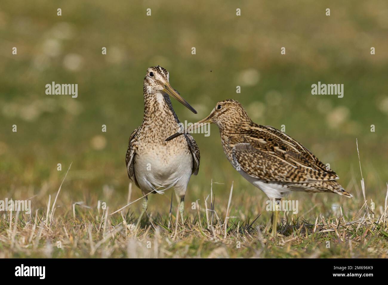 Magellanic Snipe (Gallinago paraguaiae magellanica) interacting during the spring breeding season on Carcass Island in the Falkland Islands. Stock Photo