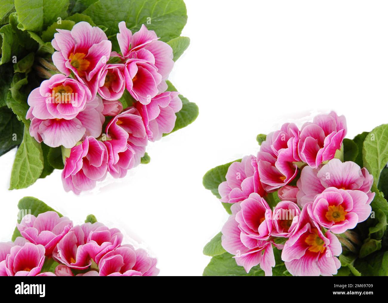 Pink flowers card Stock Photo