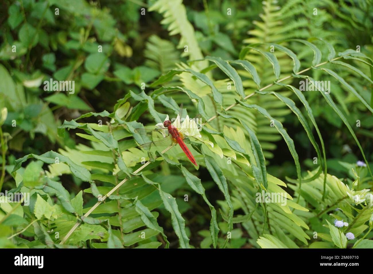 Red Dragonfly on Green Leaves Bushes Close Up Stock Photo - Alamy
