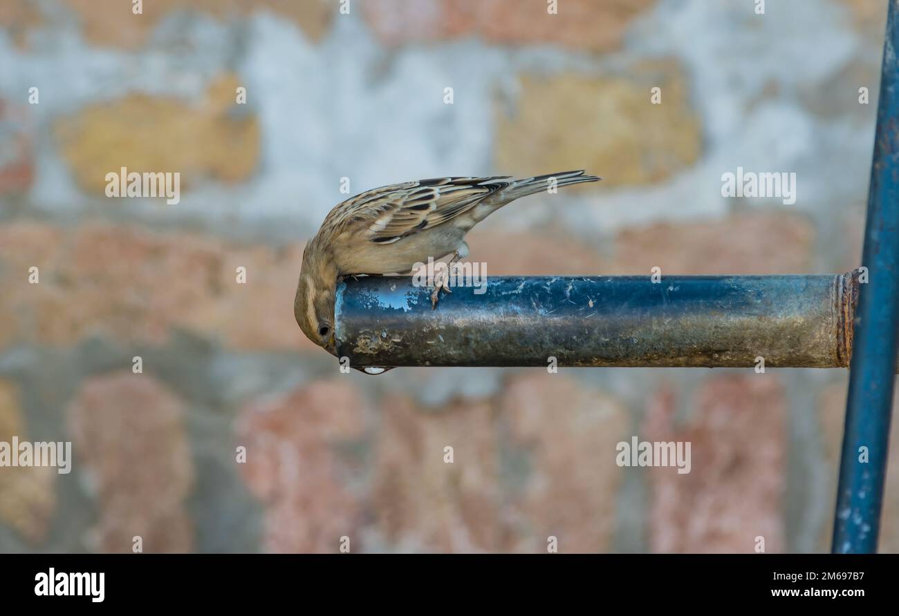 Beautiful close up image of a common house sparrow sitting on a water pump . Stock Photo