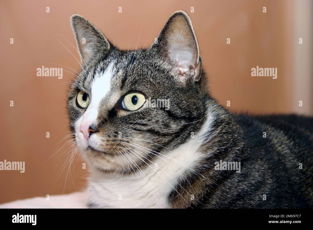Tom Cat Stock Photo
