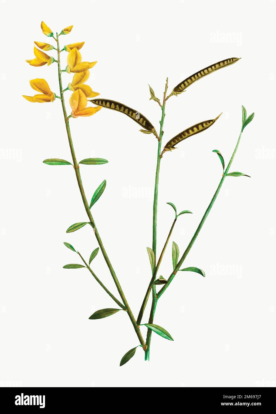 Vintage spanish broom flower vector Stock Vector Image & Art Alamy