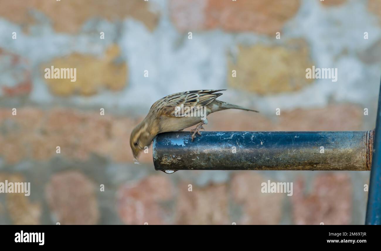 Beautiful close up image of a common house sparrow sitting on a water pump . Stock Photo