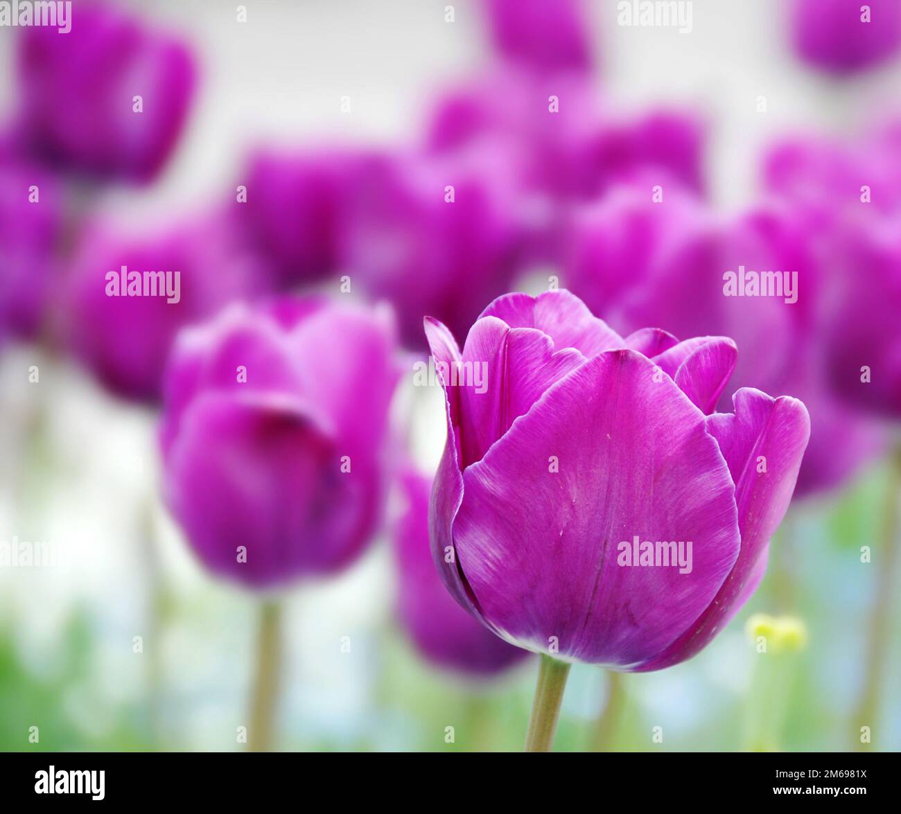 Purple Tulips Background Stock Photo Alamy purple-tulips-background-stock-photo-alamy