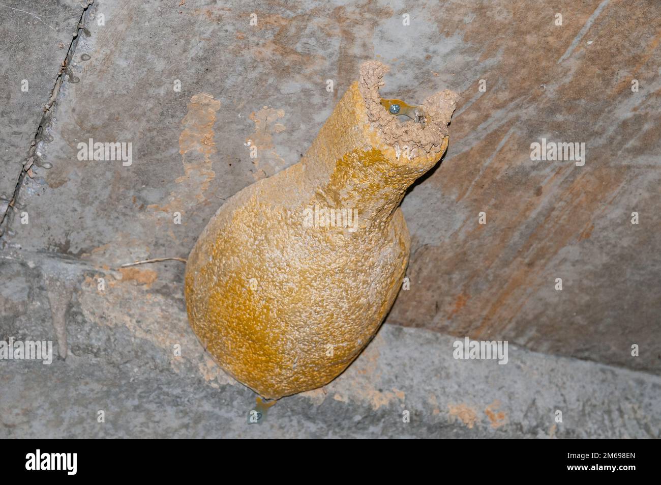 Redrumped swallow artificial nest under a bridge. Its nest, in the