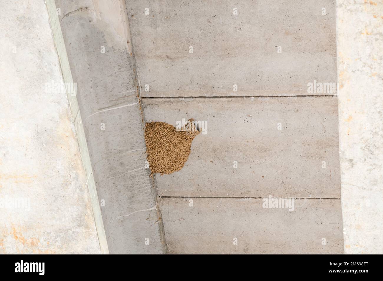 Redrumped swallow nest under a bridge. Its nest, in the shape of an